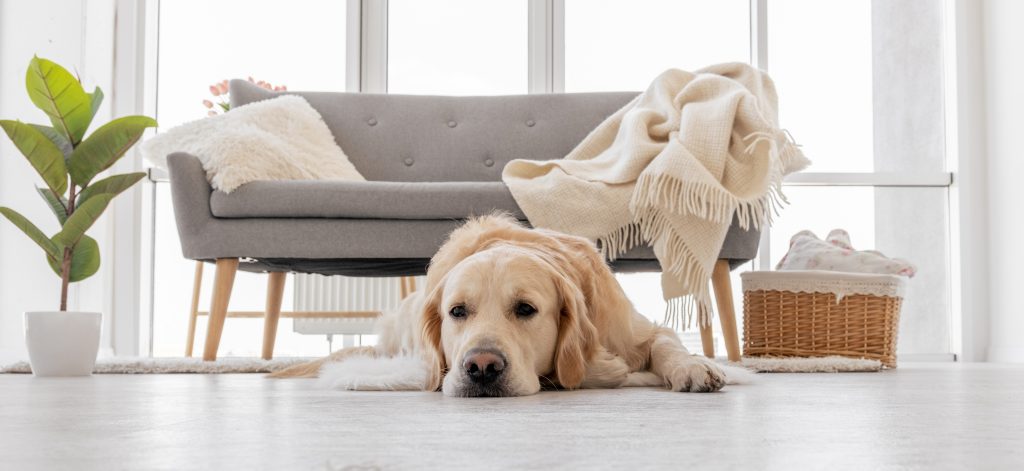 How A Pet Can Be A Landlord’s Best Friend! 